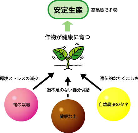 安定生産に向けた栽培のポイント