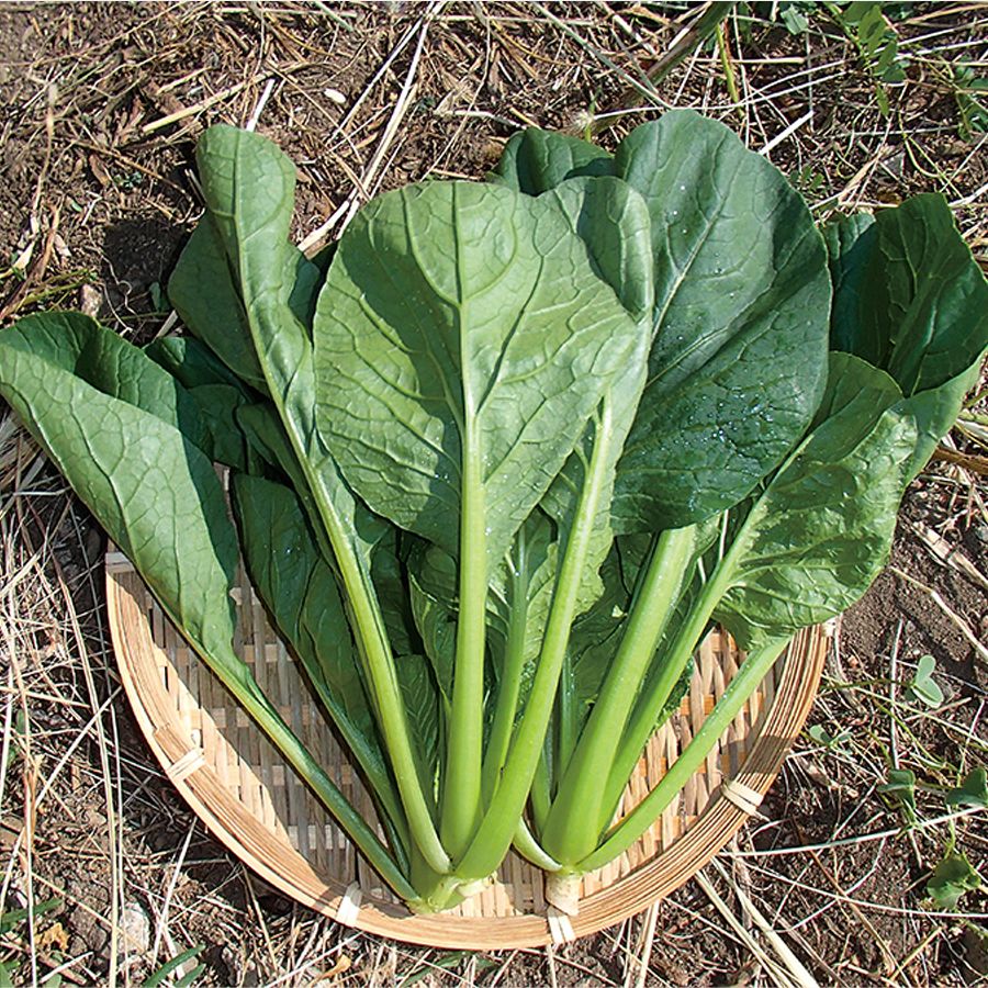 新戒青菜