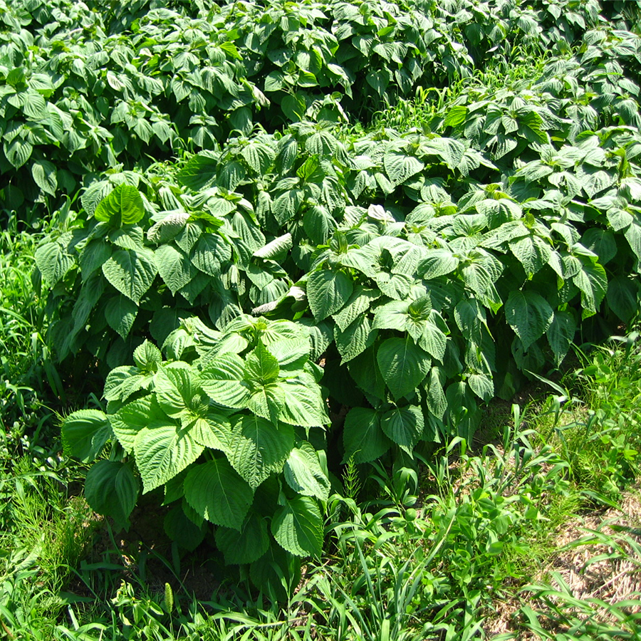 野菜エゴマ