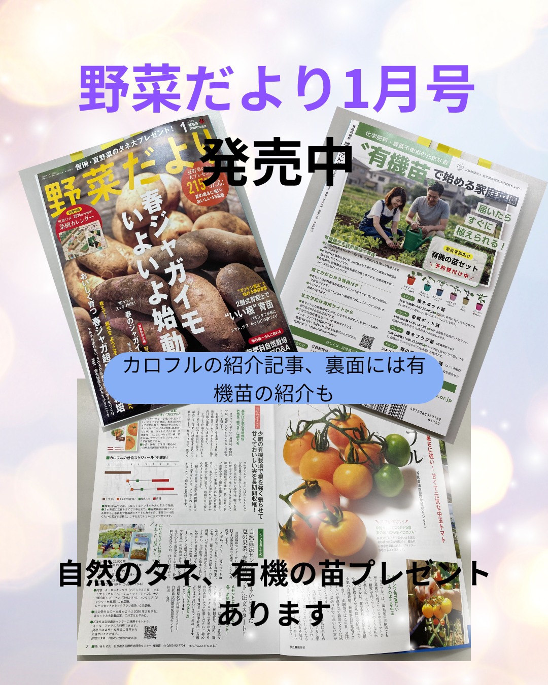 野菜だより1月号が発売中です。
今号は恒例のタネのプレゼントが掲載されております。
中でもおすすめは、自然のタネで人気のカロフル、バテシラズ3号、黒小町です。
タネだけでなく、苗のプレゼントもありますので、ふるってご応募下さい。