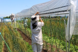 野菜栽培