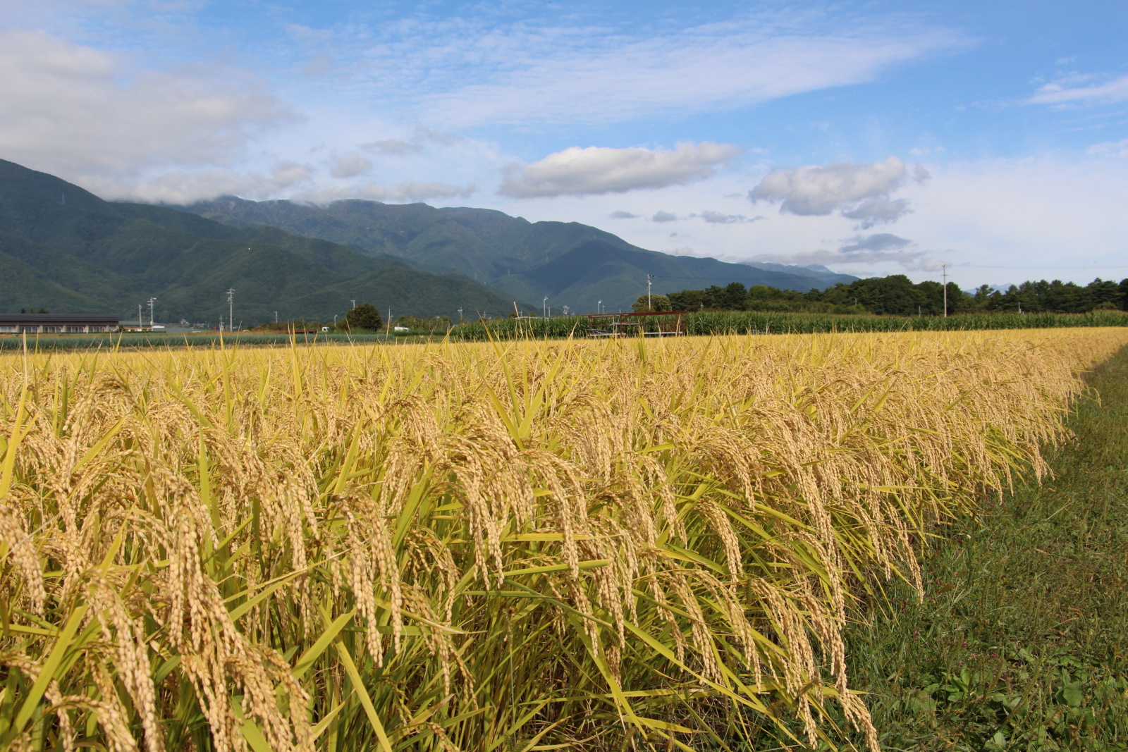 自然農法とは | （公財）自然農法センター