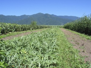  育種圃場/スイカ草生栽培