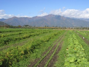 秋の育種圃場