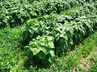 野菜エゴマ やさいえごま 公財 自然農法センター