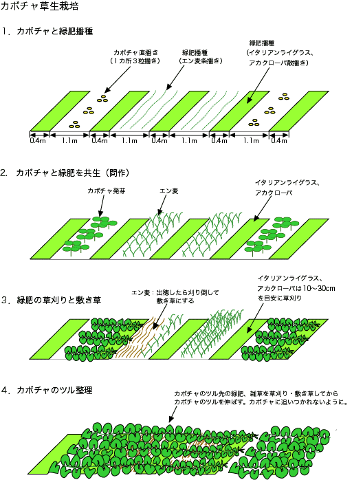 カボチャ栽培のポイント 公財 自然農法センター