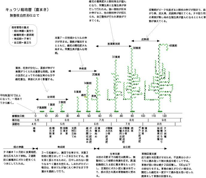 キュウリ栽培のポイント 公財 自然農法センター