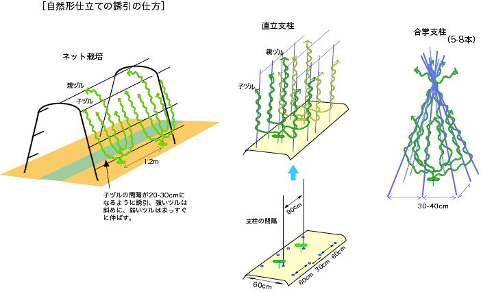 キュウリ栽培のポイント 公財 自然農法センター