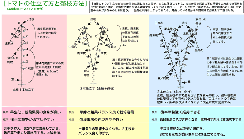 トマト栽培のポイント 公財 自然農法センター