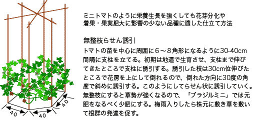 トマト栽培のポイント 公財 自然農法センター