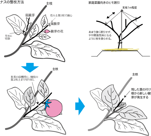 ナス栽培のポイント 公財 自然農法センター