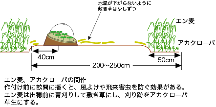 スイカ栽培のポイント 公財 自然農法センター