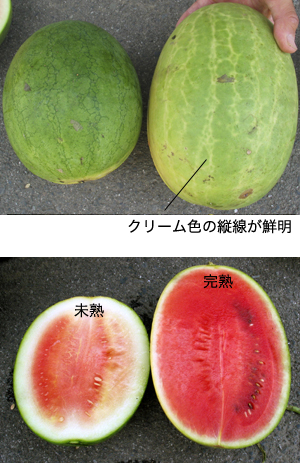 4-5_watermelon