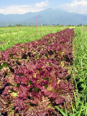  レタスが雑草や緑肥を抑えて育つ様子