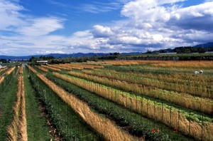 夏の育種圃場