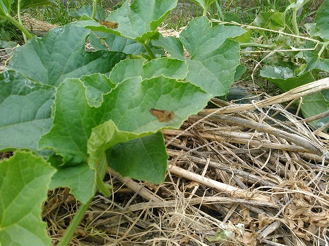 メロンの受粉作業 追伸 公財 自然農法センター