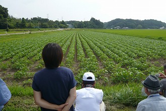 s-良い感じに管理された大豆畑に見入る参加者