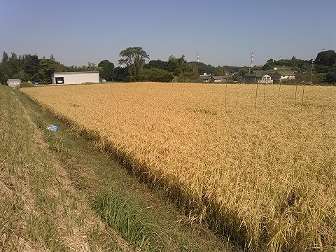 来年に向けて緑肥４種類で育土 公財 自然農法センター