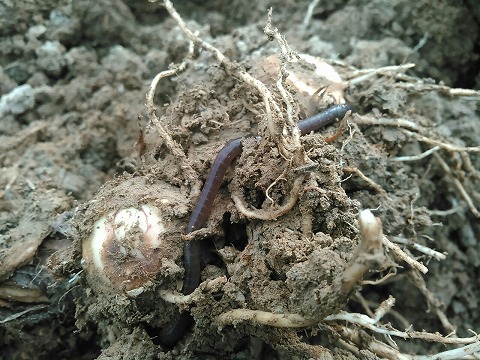 植物を食べる2種類の生きもの 公財 自然農法センター