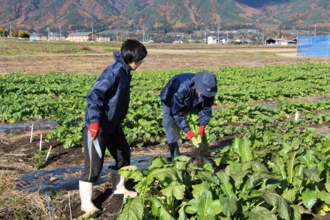 研修生が野沢菜漬けに挑戦 公財 自然農法センター