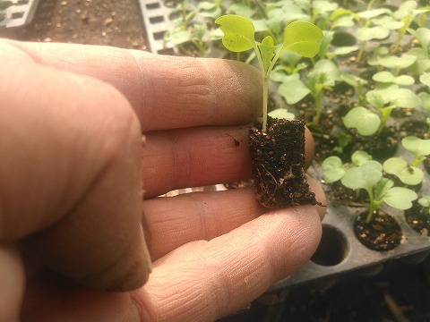 小カブ栽培 イレギュラーな試み 公財 自然農法センター