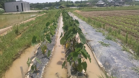 サトイモの収穫 公財 自然農法センター