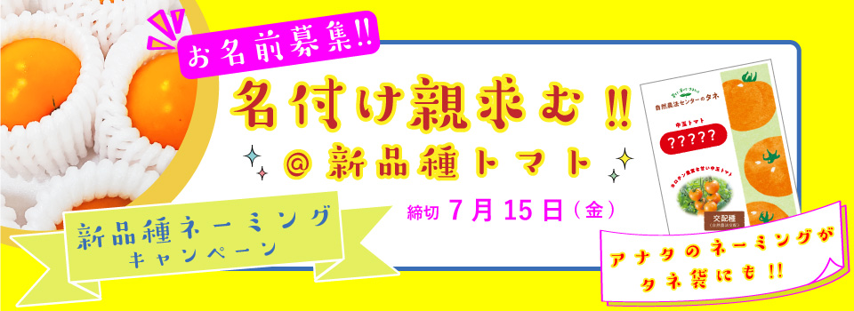 新品種名募集 オレンジ中玉トマト 原田の兄さんが育種した自農T33 オーガニックな自然農法センターのタネ