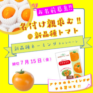 新品種名募集 オレンジ中玉トマト 原田の兄さんが育種した自農T33 オーガニックな自然農法センターのタネ